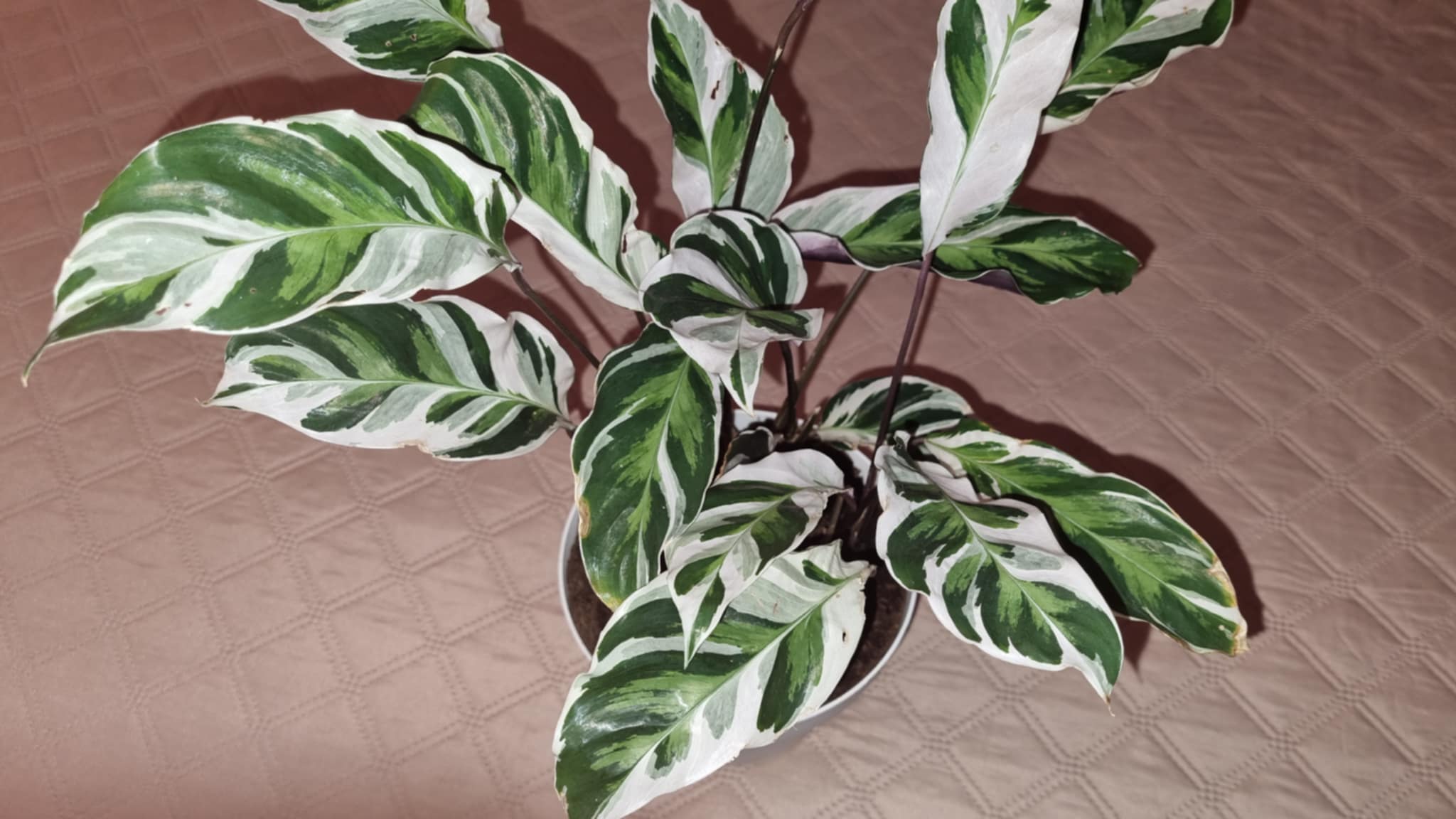 Fusion White Calathea