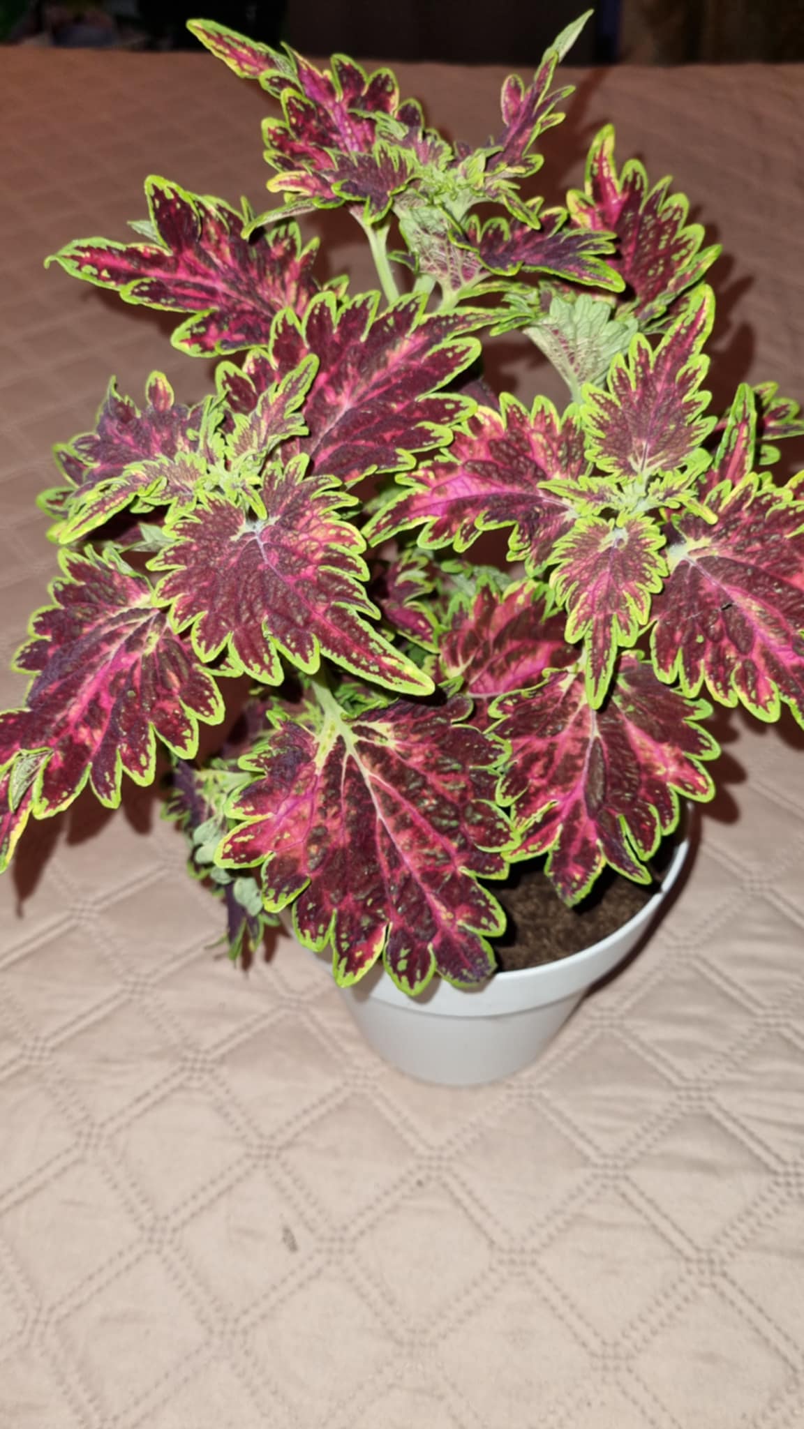 Bourbon Street Coleus