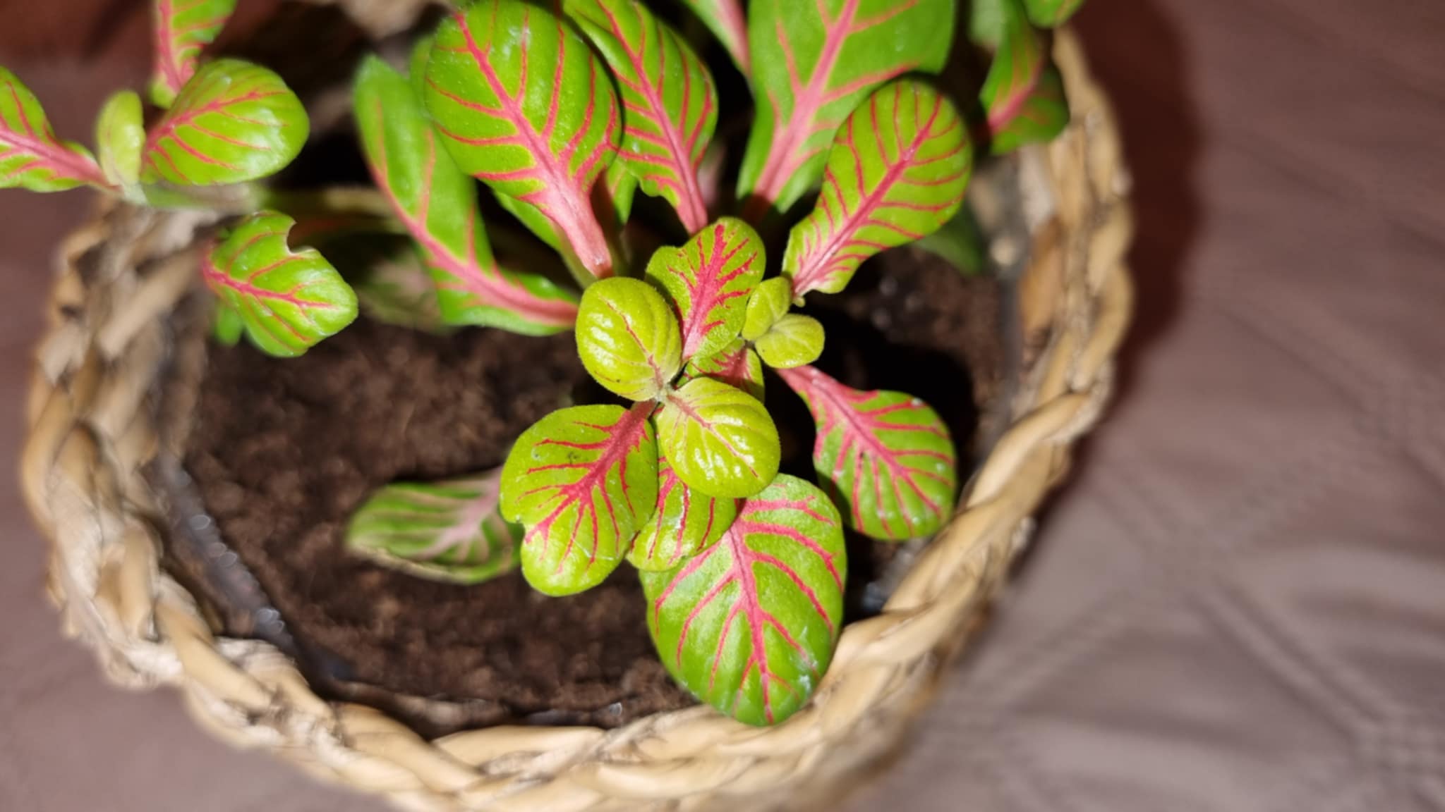 Mozaïekplant