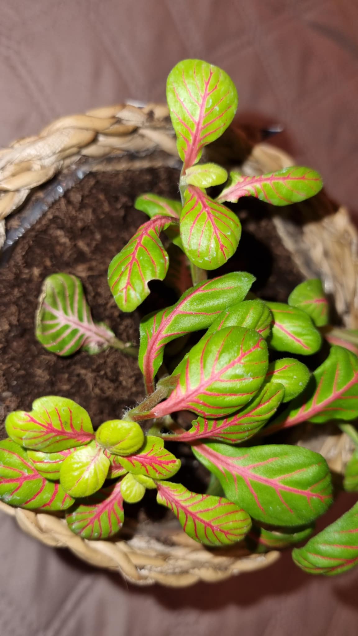Mozaïekplant
