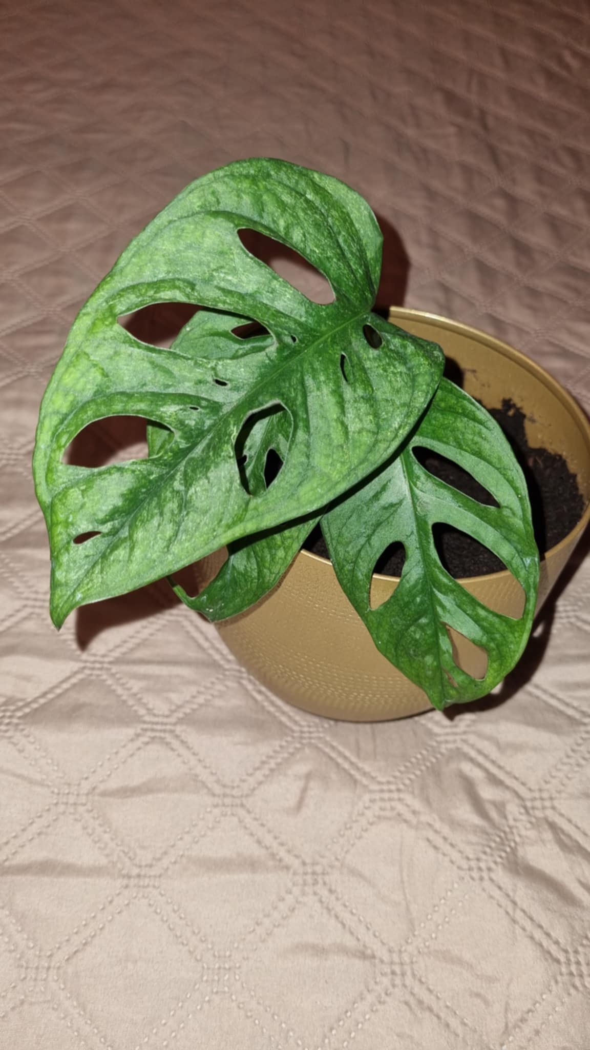 Mint Swiss Cheese Plant