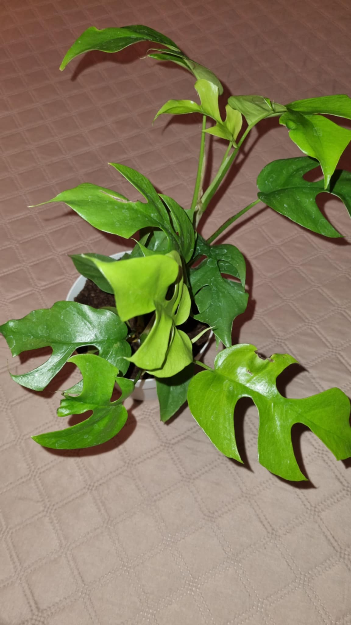 Variegated Swiss Cheese Plant
