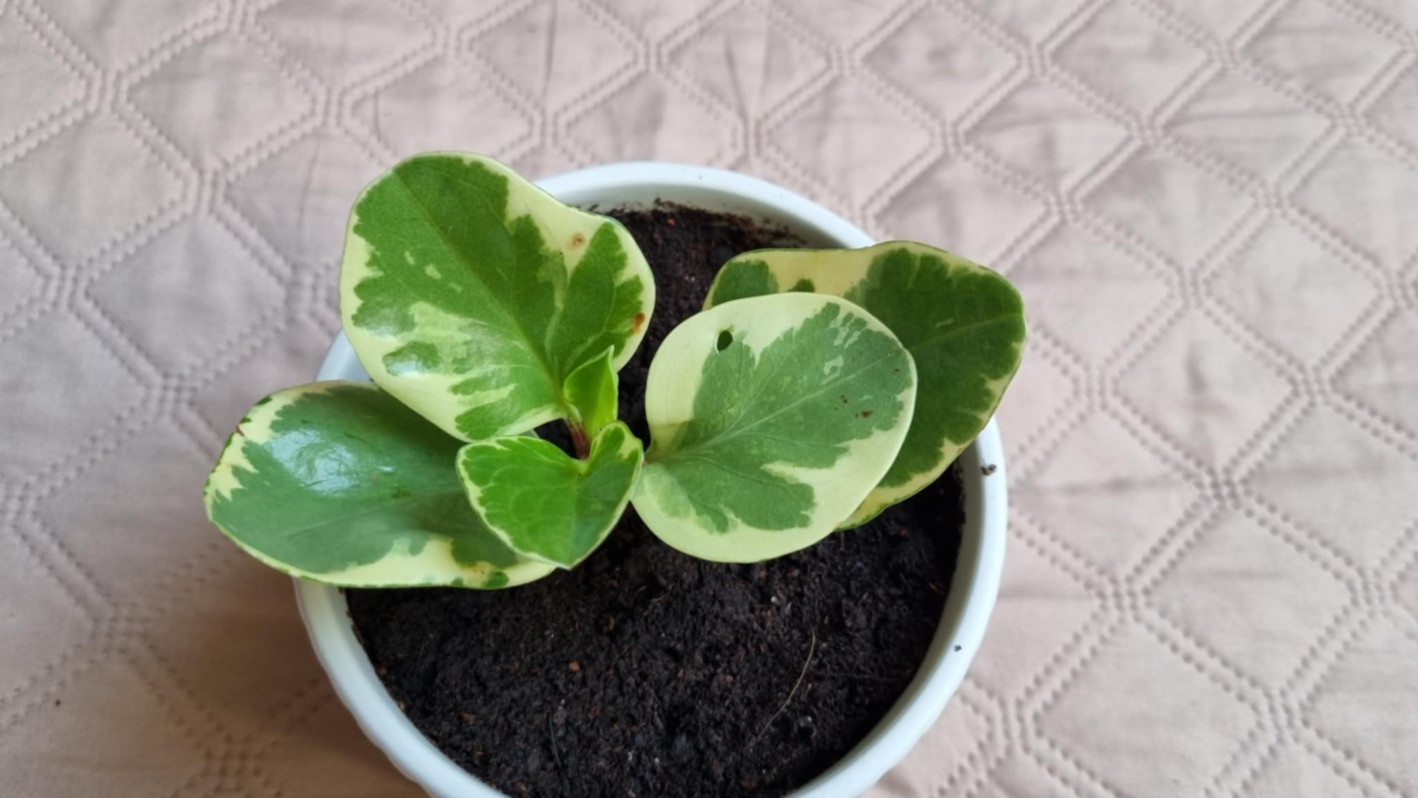 Baby Rubber Plant