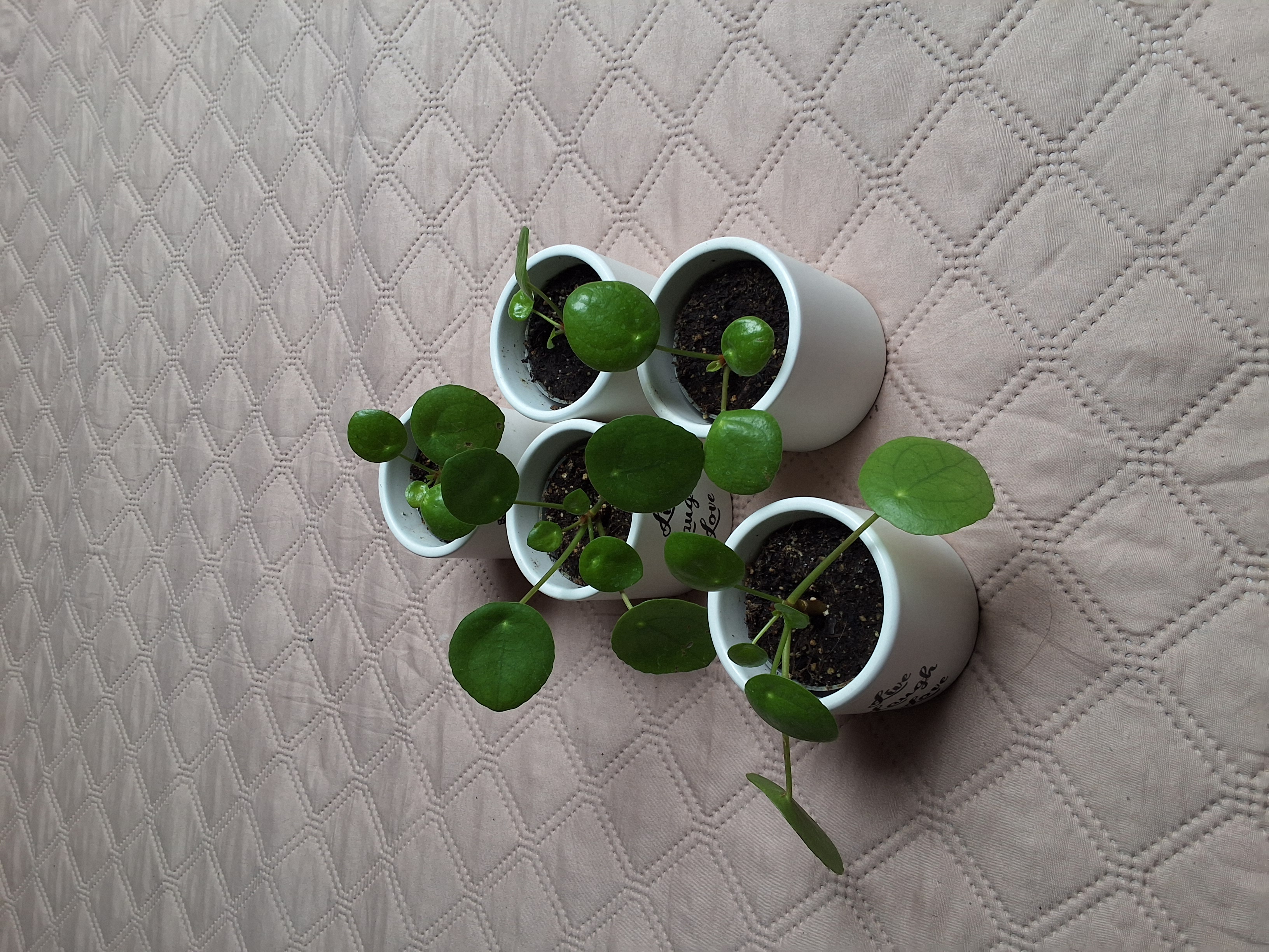 Chinese Money Plant