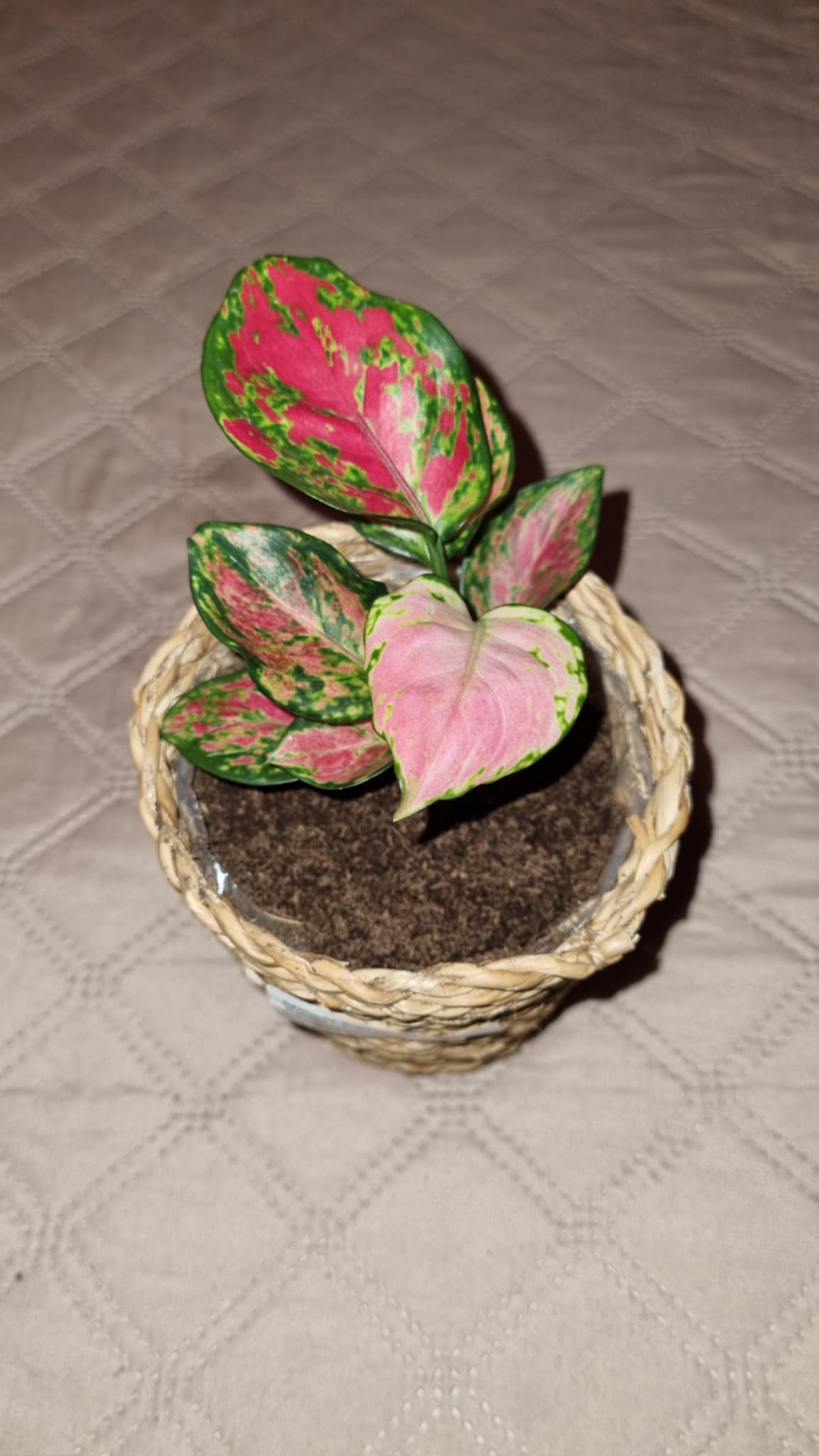 Pink Aglaonema or Chinese Evergreen