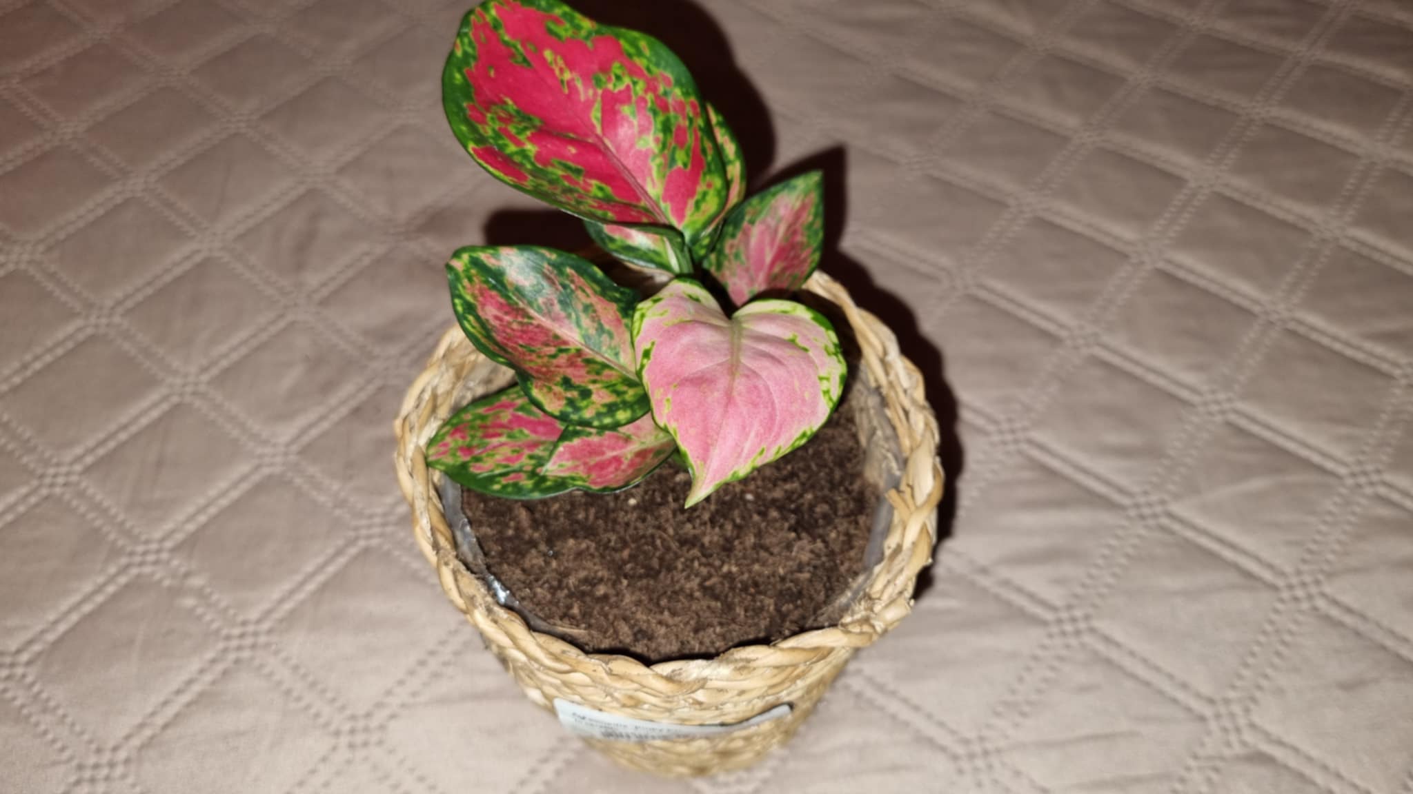 Pink Aglaonema or Chinese Evergreen
