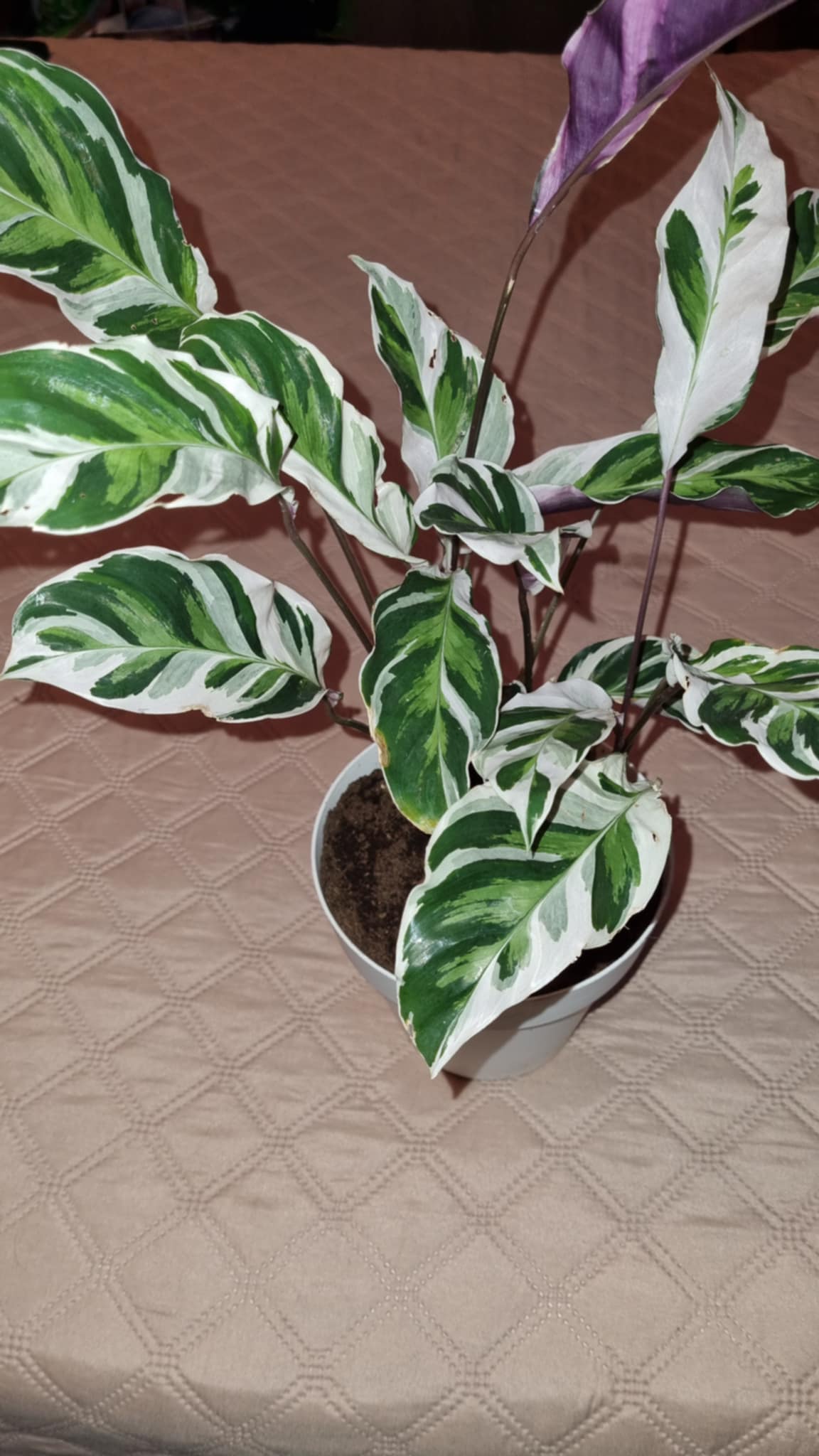 Calathea Fusion White