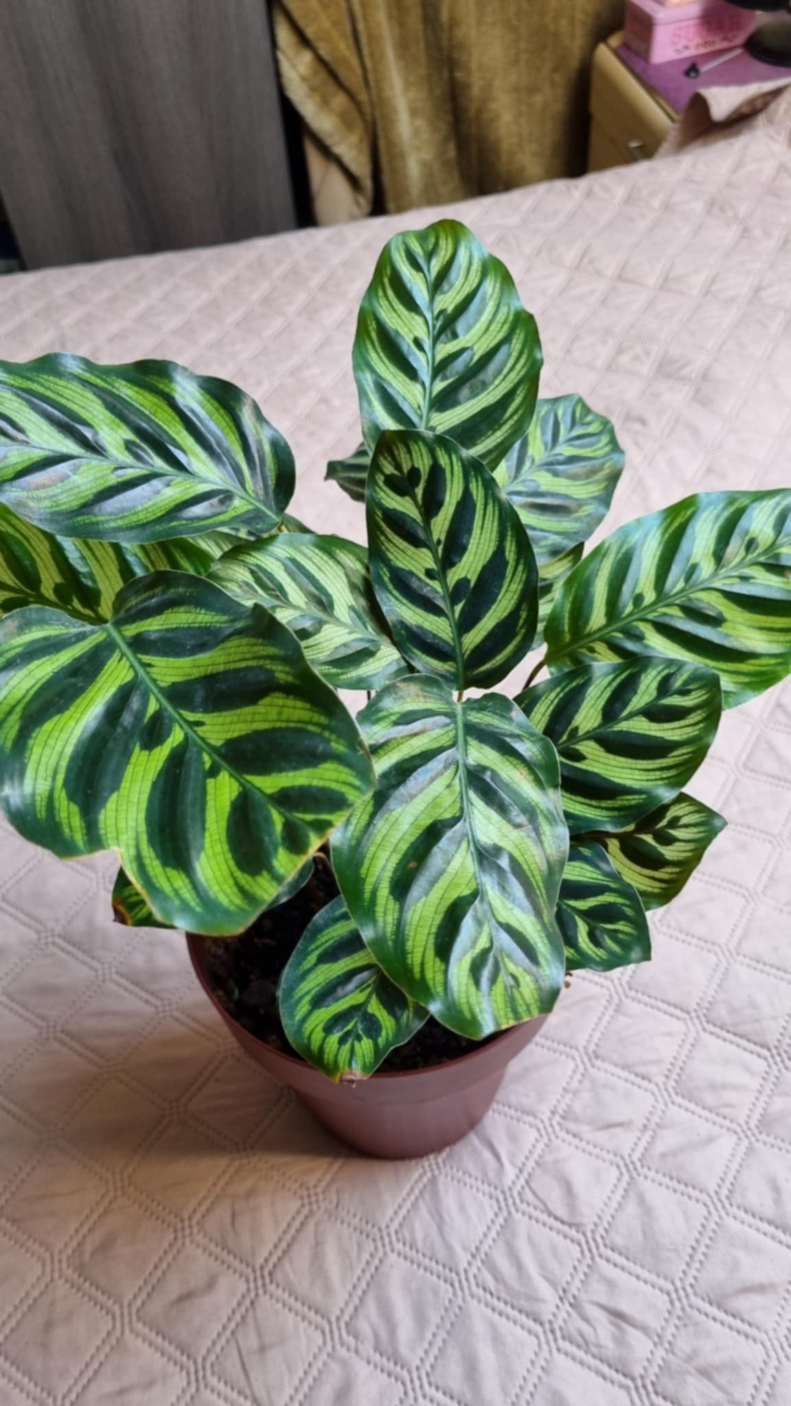Peacock Plant
