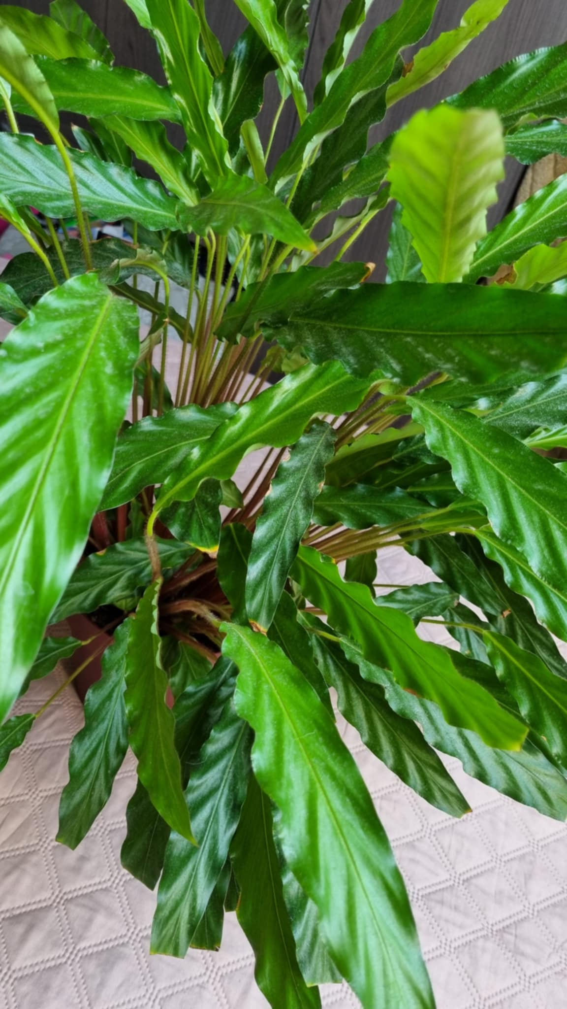 Furry Feather Calathea