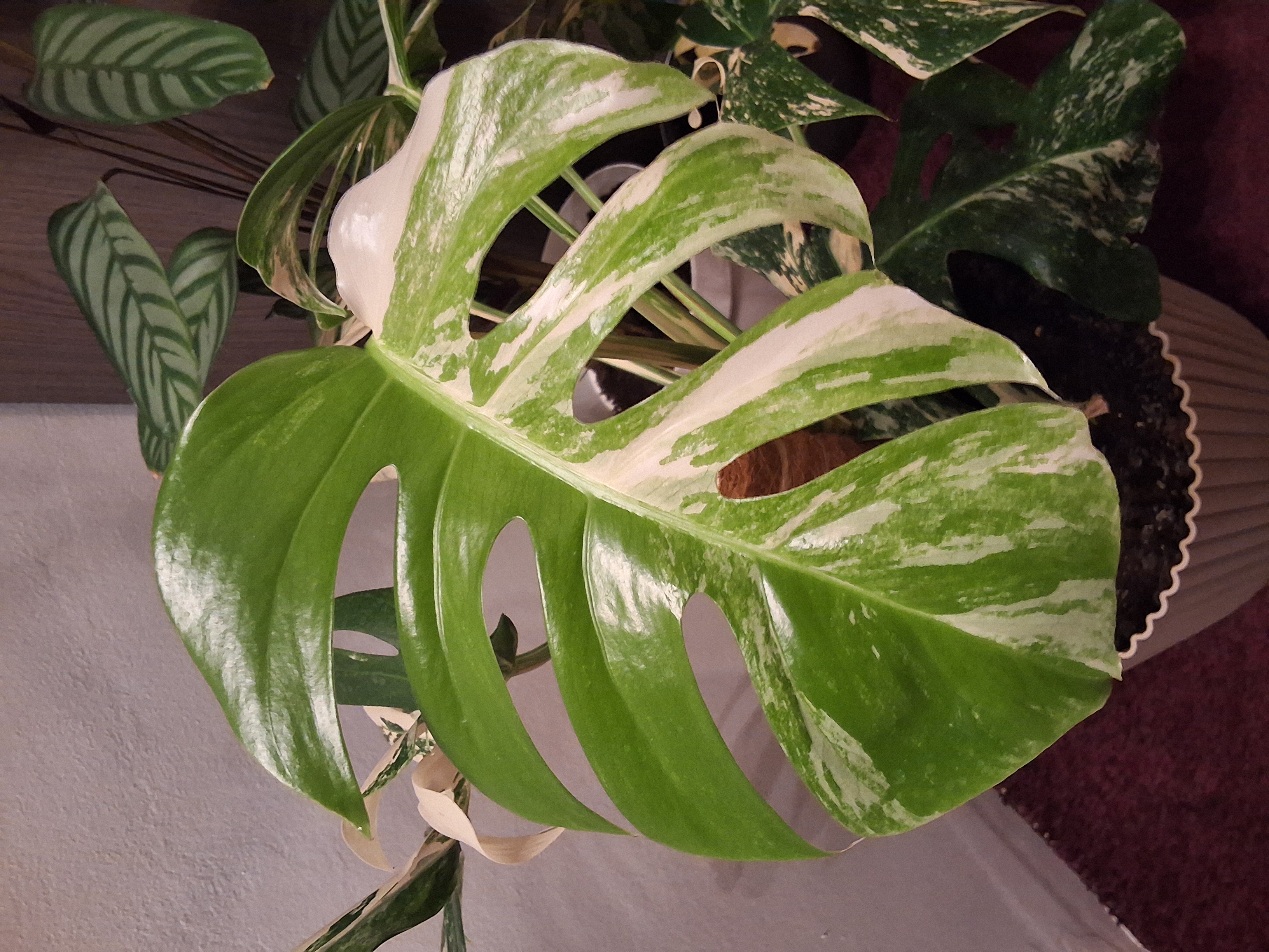 Monstera Albo Variegata