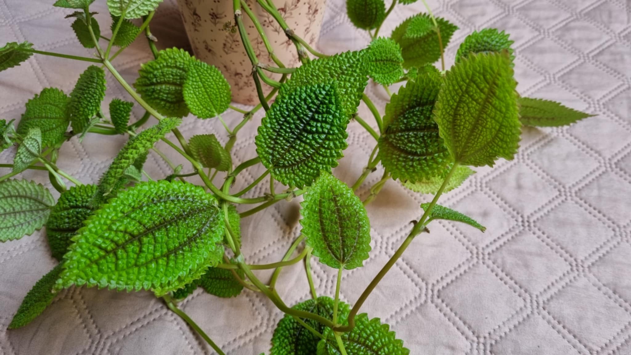 Moon Valley Pilea