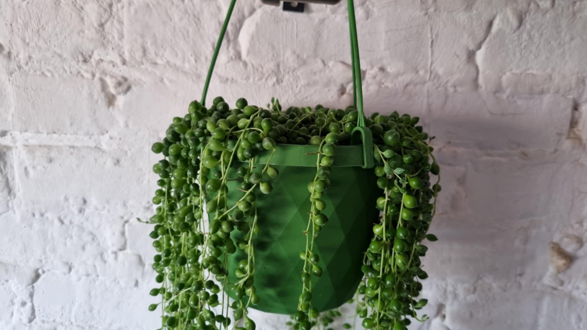 String of Pearls